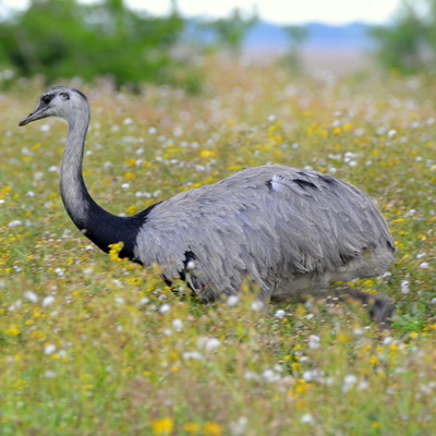 Greater Rhea